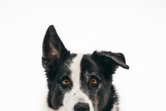 Request Quote: Marlee & Me Pet Photography - Buffalo, NY