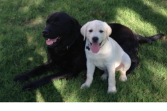 Request Quote: San Antonio Premier In Home Pet Sitters - San Antonio, TX