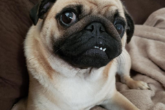 Request Quote: The Unleashed Pet - Pet Sitting Services - Alexandria, VA