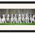 PhyllisBurchettPhoto, LLC - Horse and Pet Photographer - Conyers, GA