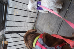 Request Quote: Sid and Tapka's Getaway Services - In Home Pet Sitting - Worcester, NY