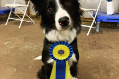 Request Quote: Conway Canine Companions - Private Dog Training Service - Conway, AR