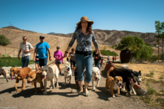 Request Quote: Dog Whisperer - Training For Aggressive or Anxious Dogs - Santa Barbara, CA