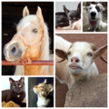 April's Pawsitively Petsitting - Pet Sitting Services - New Albany, IN