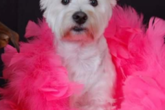 Request Quote: Clip N Dip Pet Grooming - Kennesaw, GA