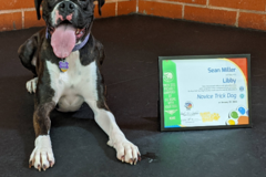 Request Quote: "I Said Sit" School for Dogs - Private Canine Training - Los Angeles, CA