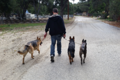 Request Quote: Caring Canine Commands - Certified Dog Trainer - In Home - Santa Clarita, CA