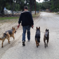 Caring Canine Commands In-Home Certified Dog Trainer  - Santa Clarita, CA