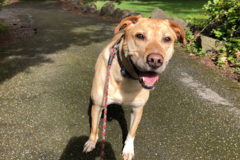 Request Quote: Tailored Pet Services - Dog Walking and In Home Dog Sitting - Everett, WA