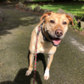 Tailored Pet Services - Dog Walking and In Home Dog Sitting - Everett, WA