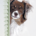 Pastel Pet Portraits - Any Distance - Nationwide