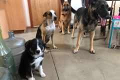 Request Quote: Pack Leader Dog Training and Equine Sports Massage - Escondido, CA