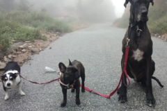 Request Quote: Louie's Pack Dog Walking and Sitting - Pasadena, CA