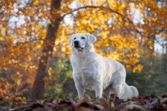 Request Quote: Stephanie Sabourin Pet Photography - Columbia, MD
