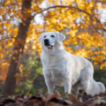 Stephanie Sabourin Pet Photography - Columbia, MD