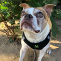 Doggie Bliss - Dog Walking and Pet Sitting Service - Santa Monica, CA