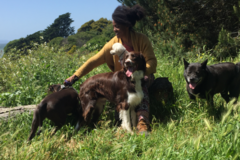 Request Quote: Mut Struts Group Hikes - Dog Walking - Los Gatos, CA