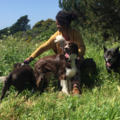 Mut Struts Group Hikes - Dog Walking - Los Gatos, CA