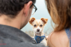 Request Quote: Firefly Pet Photography - serving southeastern Michigan+