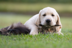 Request Quote: The Wingate Way - Animal Communicator - Nationwide