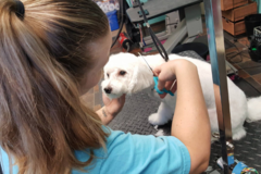Request Quote: A Gentle Touch Grooming  - Ruskin, FL
