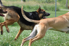 Request Quote: A Place for Paws - Dog Training and Doggy Daycare - Columbiana, OH