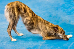 Request Quote: Kimberly Wilson LVT - In Home Pet Sitting Service - Woodstock, NY