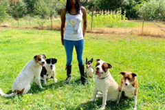 Request Quote: The Modern Pup - Pet Grooming - Redding, CA