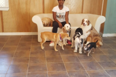 Request Quote: All Good Dogs Daycare & Boarding - Monmouth Junction, NJ