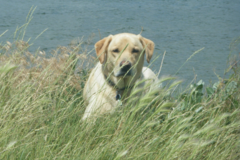 Request Quote: All Paws Compassionate Care Mobile Vet - In Home Euthanasia - Bozeman, MT