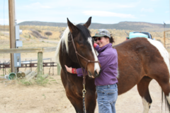 Request Quote: Meridian Harmony - Animal Massage Therapy - Fort Collins, CO