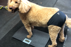 Request Quote: K9 Conditioning & Rehab - Dog Physical Therapy  - Corpus Christi, TX