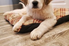 Request Quote: Poopie Puppies - Pet Waste Removal Services - Pittsboro, IN