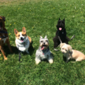 BeyondPets - Dog Walking - Playa Vista, CA