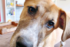 Request Quote: In Home Pet Sitting and Dog Walking Services - North Haven, CT