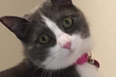 Request Quote: Kitten Sittin' - In Home Cat Sitting Service - Colorado Springs, CO