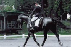 Request Quote: The Right Touch Equine Bodywork - Equine Sports Massage - Ancram, NY