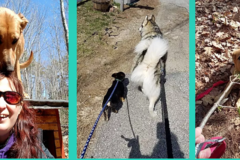 Request Quote: For PETS - Professional Private Dog Trainer - Farmington, NH