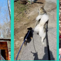For PETS - Professional Private Dog Trainer - Farmington, NH