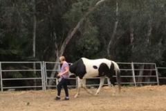 Request Quote: Your Horse in Connected Balance - Equine Massage Therapy - Aberdeen, NC