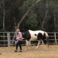 Your Horse in Connected Balance - Equine Massage Therapy - Aberdeen, NC