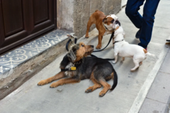 Request Quote: Waggle Walks - Pro Dog Walker and In Home Pet Sitter - Albuquerque, NM