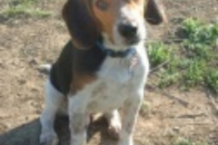 Request Quote: Wendy Jeffries Obedience Plus - Private Dog Training Classes - Hemet, CA