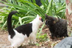 Request Quote: Dr. Nancy Allen - Veterinarian - At Home Pet Euthanasia - Peekskill, NY