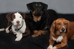 Request Quote: Underdog K9 Academy - Private Dog Trainers - Cincinnati, OH