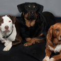 Underdog K9 Academy - Private Dog Trainers - Cincinnati, OH