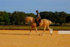 Request Quote: Wholistic Veterinary Care - Holistic Pet Wellness - Brooksville, FL