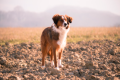 Request Quote: The Scruffy Puppy - In Home Pet Sitting Service - Holmdel, NJ
