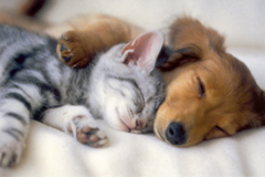 Request Quote: Paws and Relax Pet Massage - Redlands, CA