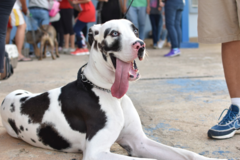 Request Quote: Stephanie Casanova Pet Photography - Oaklyn, NJ